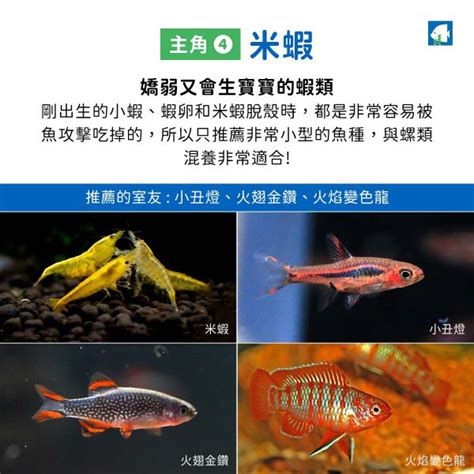 燈魚混養|燈魚混養教學，31種可以和平共處的魚隻